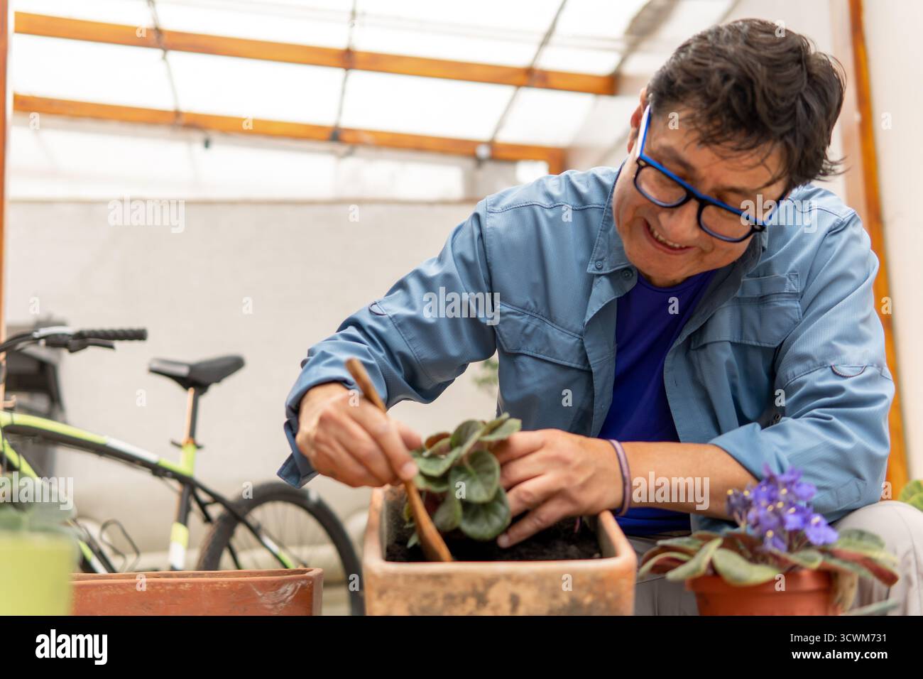 Uomo maturo che infila fiori violetti africani, godendosi il suo hobby di giardinaggio al coperto Foto Stock