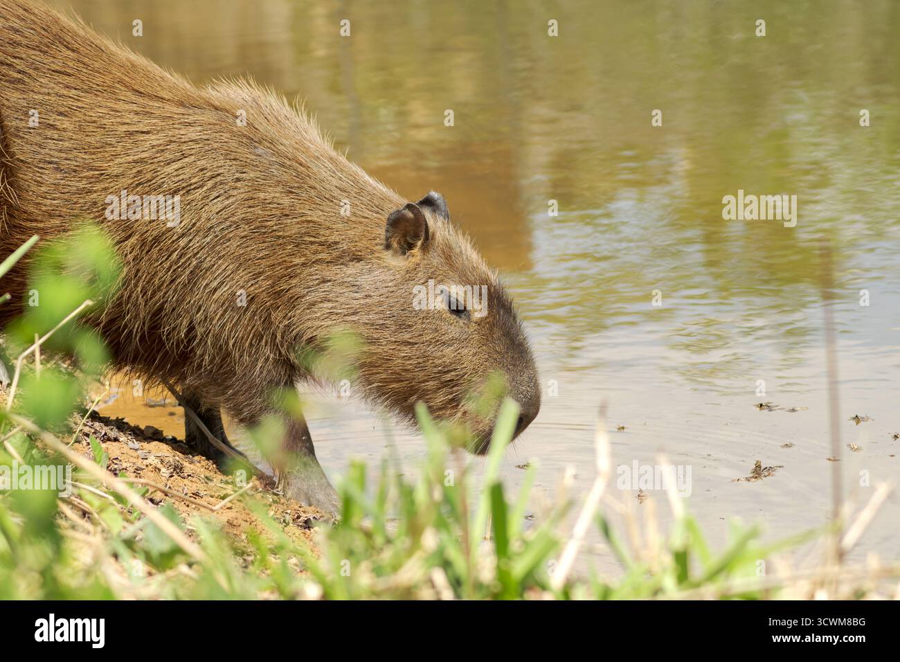 Un Capybara (Hydrochoerus hydrochaeris) si ferma sulla riva del fiume per bere, la sua pelliccia marrone grossolana illuminata dalla luce soffusa del sole, che riflette la natura calma Foto Stock