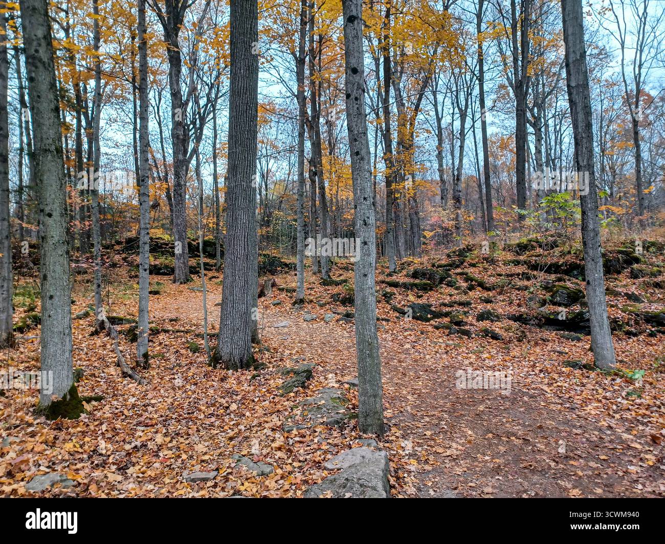 Toronto, ON, Canada - 25 ottobre 2024: Le foglie cadute coprono il fondo della foresta lungo il sentiero del lago Crawford durante il picco del fogliame autunnale nella conservatio Foto Stock