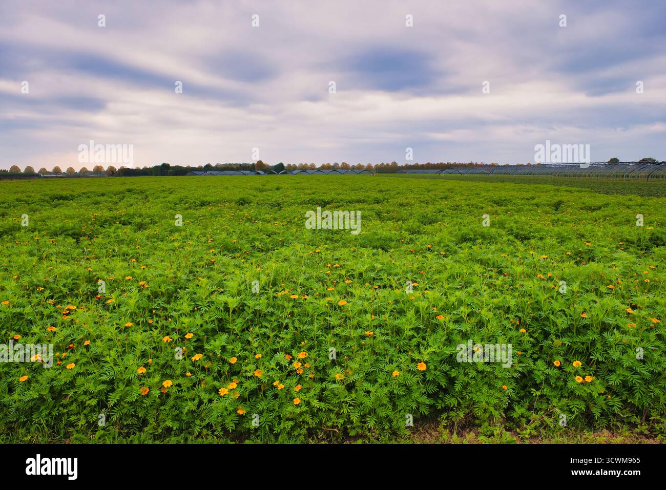 Fiori gialli vibranti che fioriscono abbondantemente attraverso fitte foglie verdi in un ampio campo agricolo sotto il cielo aperto Foto Stock