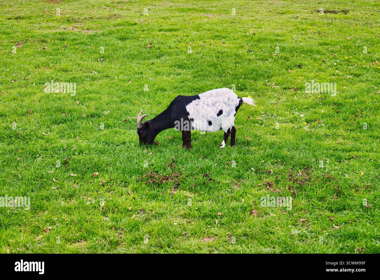 Capra maculata in bianco e nero che pascolano Hungrily sull'erba verde fresca nel pascolo aperto sotto il cielo nuvoloso Foto Stock