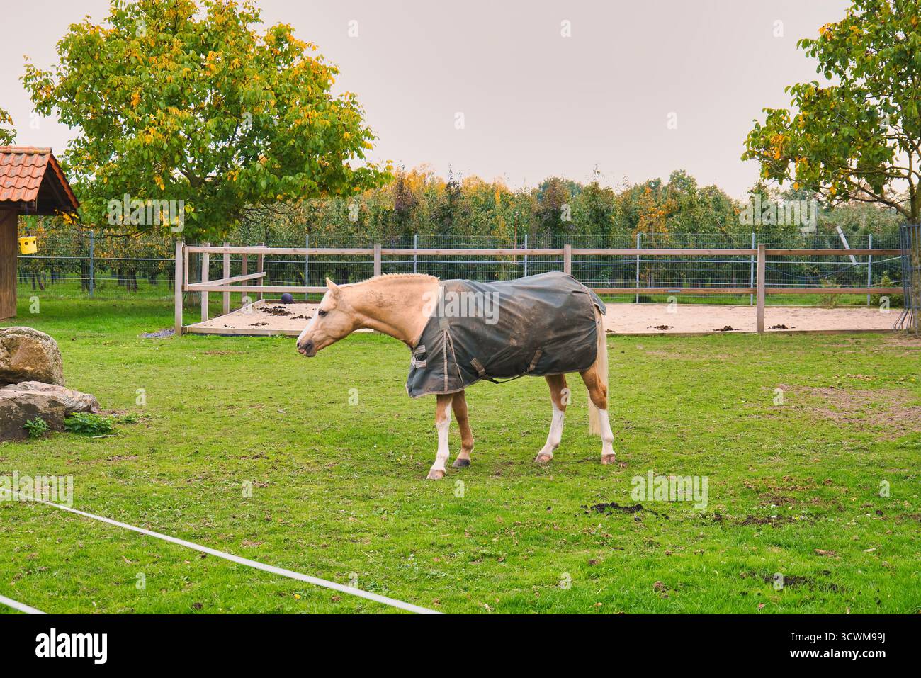Cavallo Palomino che indossa la coperta protettiva in piedi Alertly su Green Grass vicino al Paddock recintato e al Rifugio di legno nella fattoria rurale autunnale Foto Stock