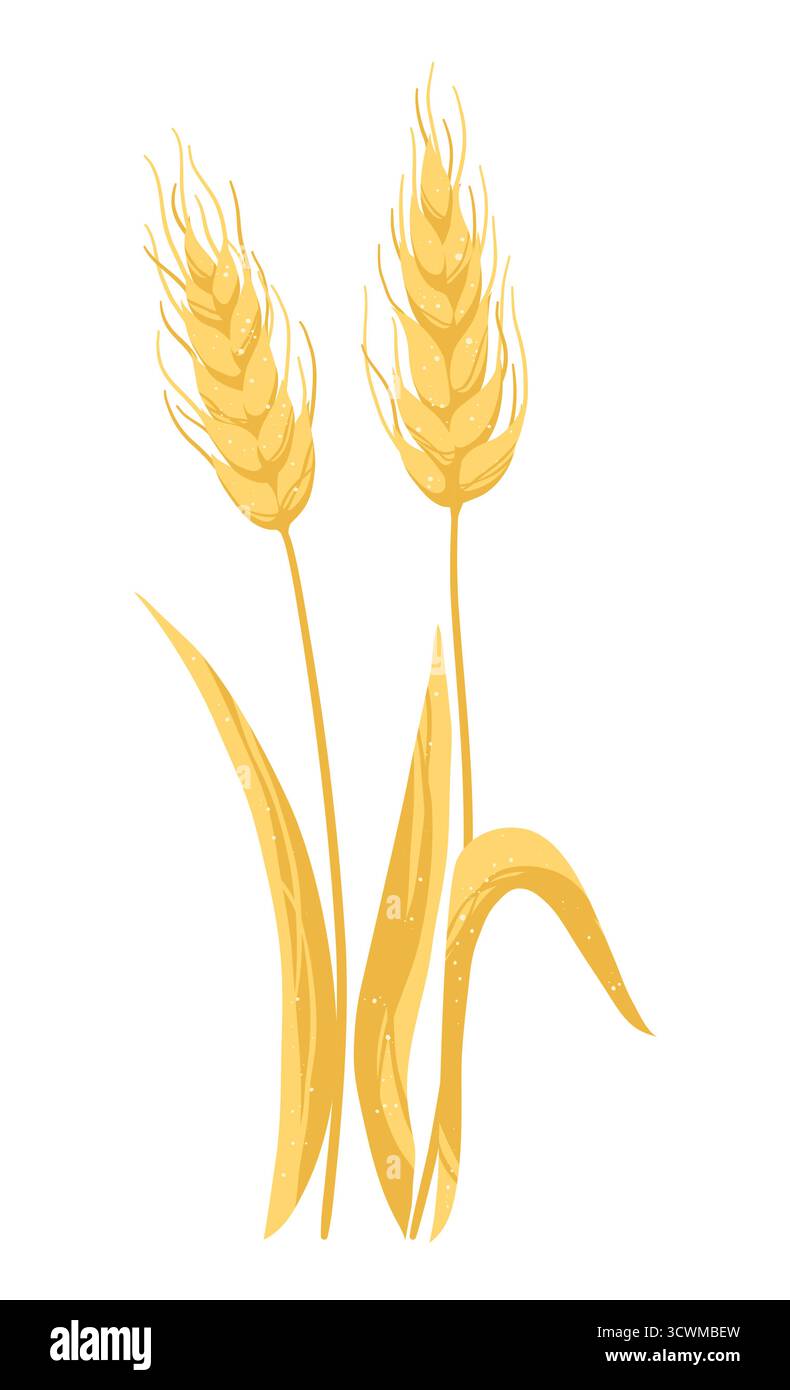 Illustrazione vettoriale cartoni animati dell'orecchio di grano. Raccolta di grano, gambi di crescita, grani di pane interi. Elemento di design nutriente per cereali da campo per imballaggio, etichetta, marchio di prodotti alimentari da forno, sfondo dell'imballaggio Illustrazione Vettoriale