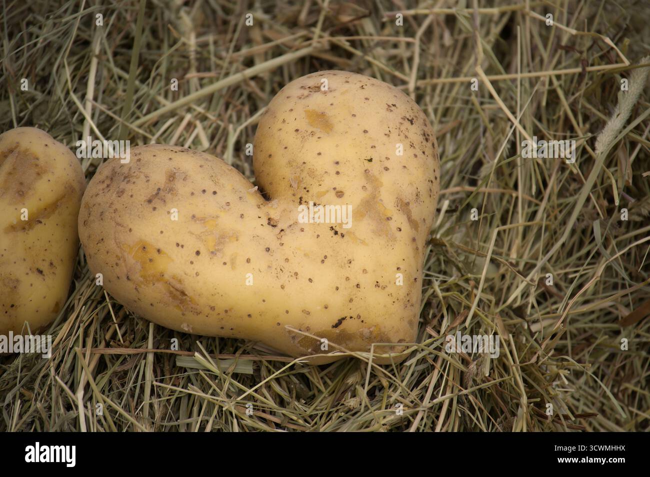 La patata a forma di cuore, una stravagante creazione della natura, si trova su un letto di erba secca, creando una scena rustica e affascinante. La forma unica della patata Foto Stock