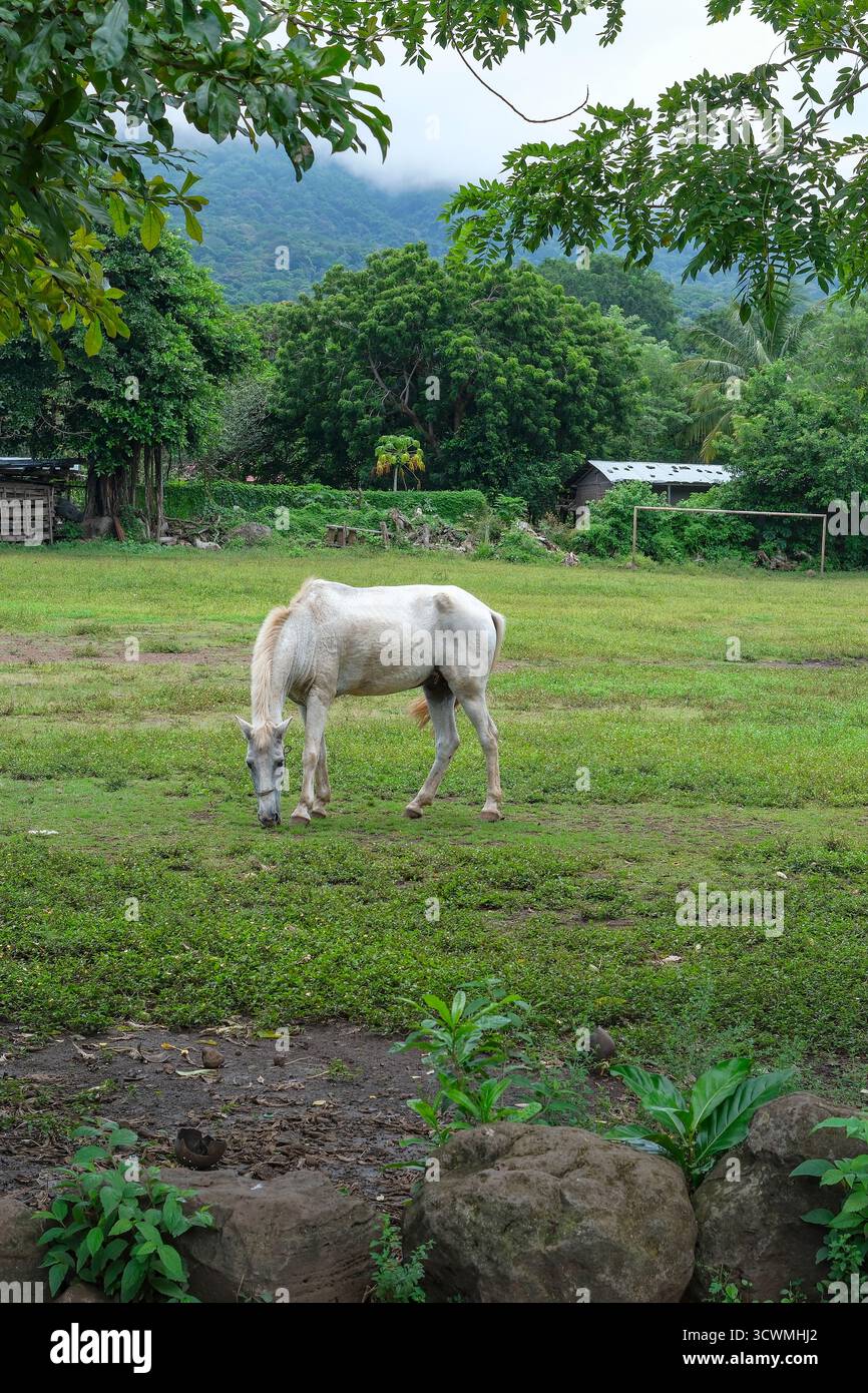 Balgue, Nicaragua - 10 ottobre 2025: Un cavallo pascolano su un campo di calcio a Balgue, Ometepe Island, Nicaragua. Foto Stock