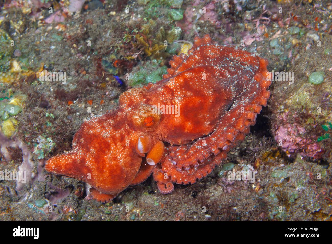 Un polpo stellato di notte, Octopus luteus, mostra i suoi motivi chiazzati su una barriera corallina al largo di Tulamben, Bali, Indonesia. Con il suo marrone strisciato, oro e wh Foto Stock