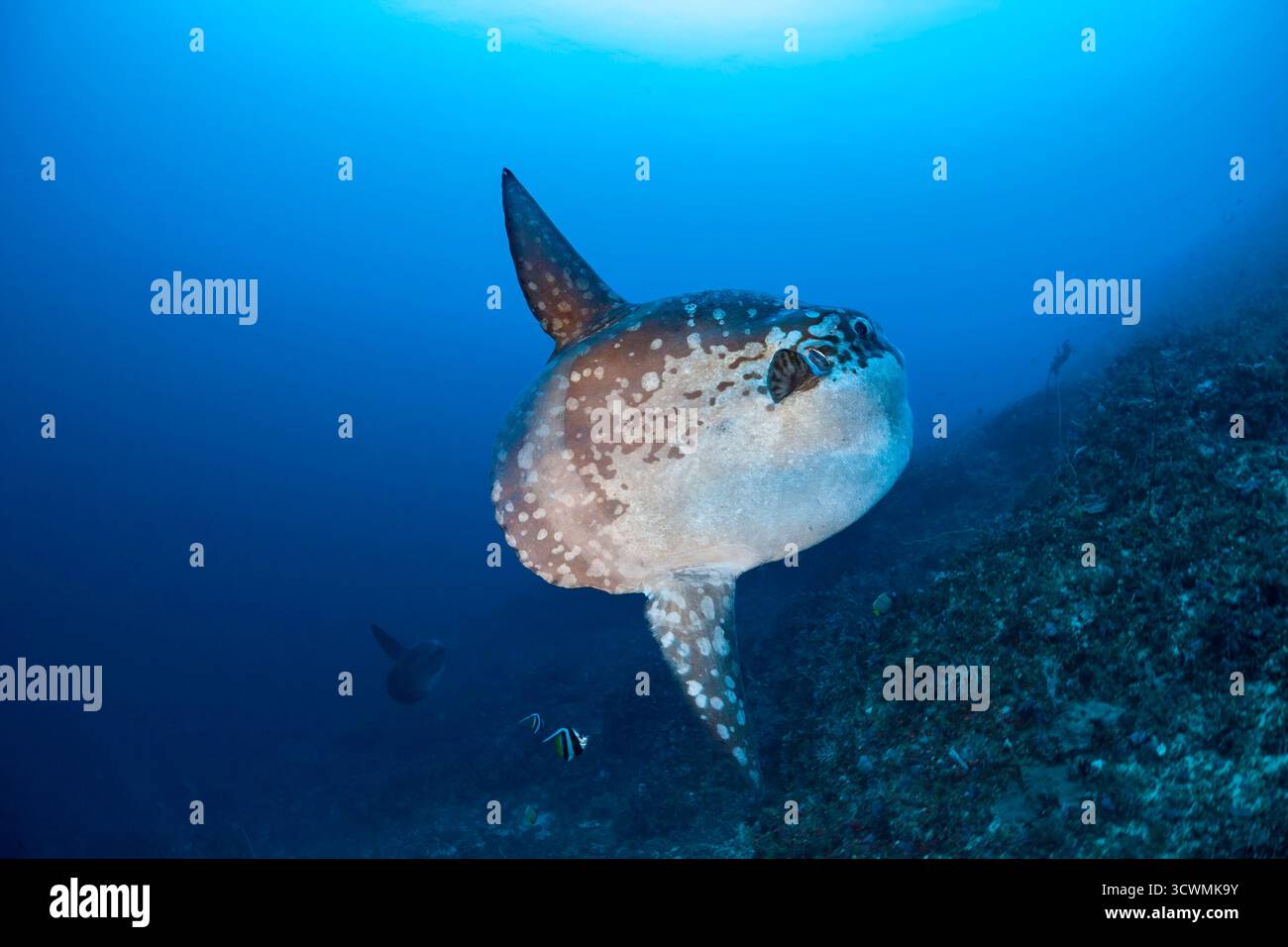 Questa fotografia subacquea cattura un pesce solare dell'oceano, Mola mola, il pesce osseo più pesante del mondo, che si libra in una stazione di pulizia della barriera corallina a Crystal Bay, N Foto Stock