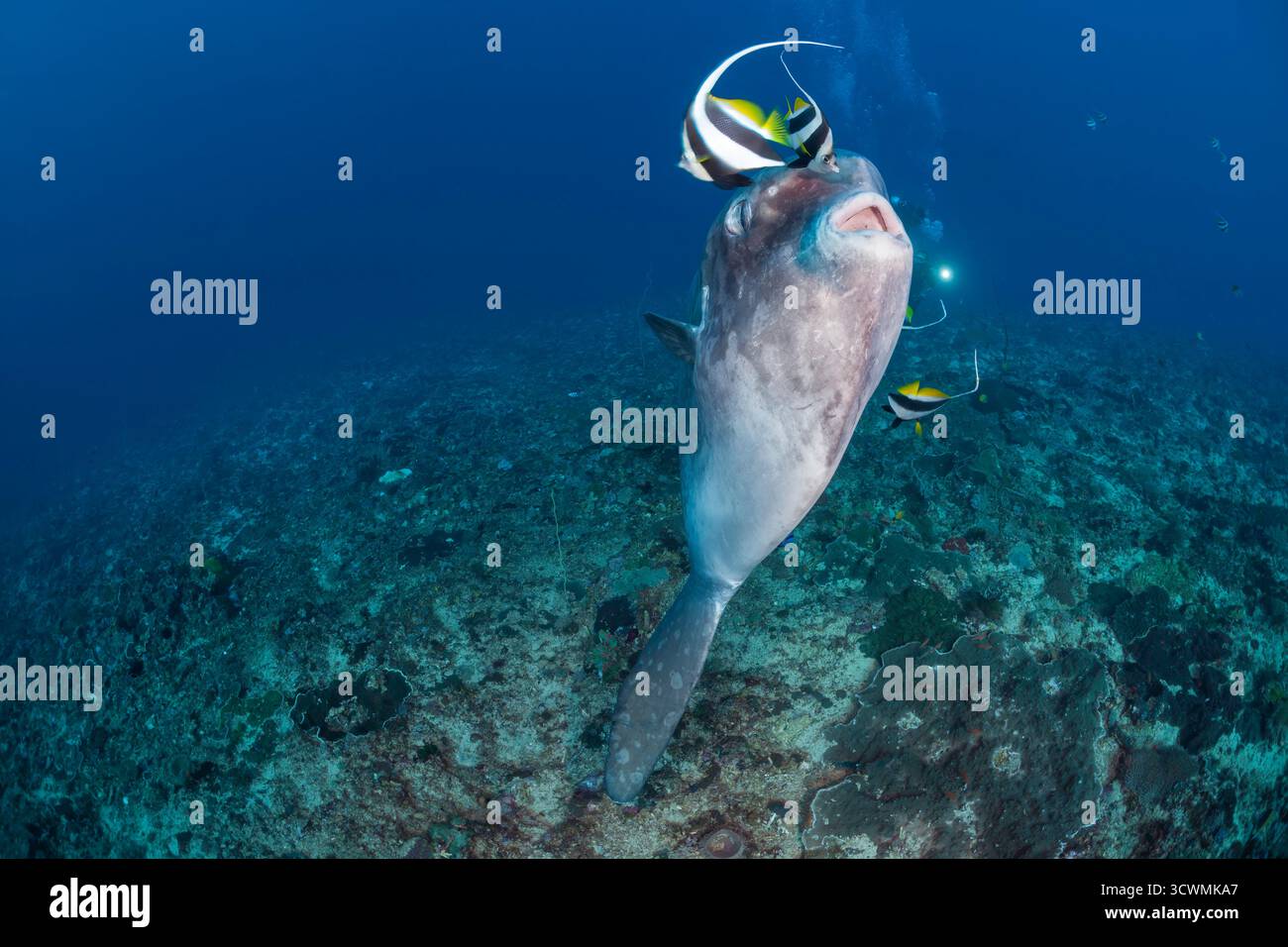 Questa fotografia subacquea cattura un pesce solare dell'oceano, Mola mola, il pesce osseo più pesante del mondo, che si libra in una stazione di pulizia della barriera corallina a Crystal Bay, N Foto Stock