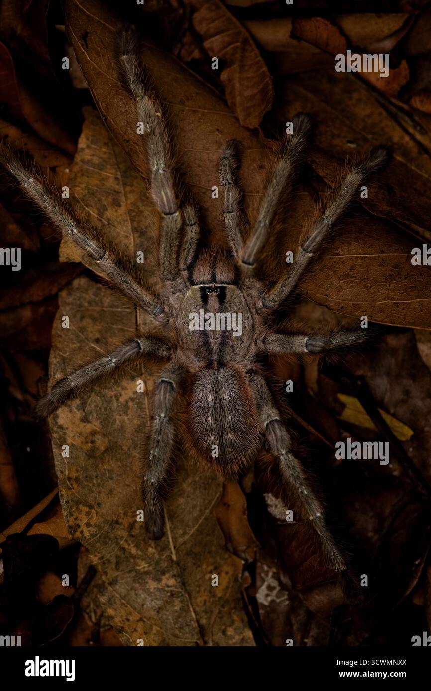 Un'immagine ravvicinata di una tarantola appoggiata su una lettiera secca della foresta, che mostra il suo corpo peloso e il mimetismo naturale nel sottobosco tropicale. Foto Stock