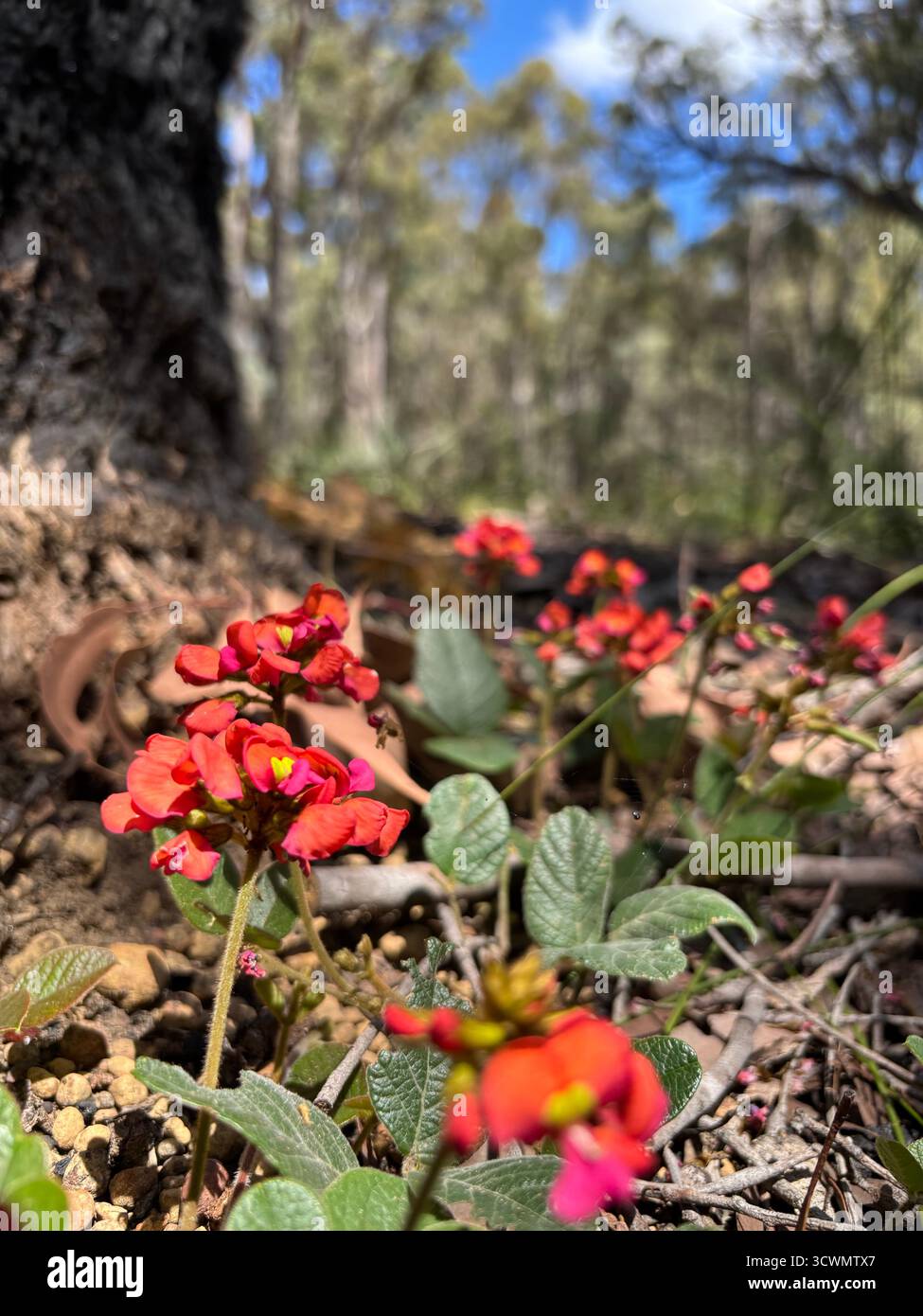 Fiori di corallo (Kennedia coccinea), fiori selvatici primaverili sulla pista ciclabile Munda Biddi vicino a Jarrahdale, Australia Occidentale - Immagine stock catturata con smartphone