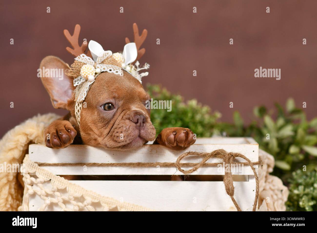 Simpatico cucciolo Bulldog francese con corna di renna nella scatola di fronte allo sfondo marrone n Foto Stock