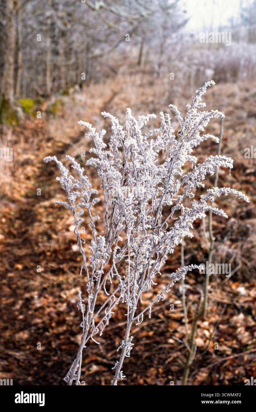 Piante ghiacciate su un sentiero in un prato Foto Stock