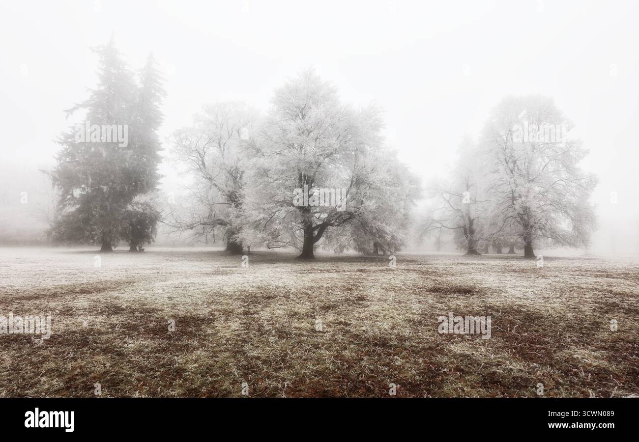 boschi ghiacciati in inverno in nebbia Foto Stock