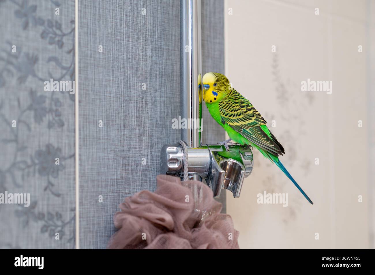 Un budgerigar verde appollaiato sul supporto doccia in bagno, un uccello esotico al chiuso in un luogo insolito, un comportamento divertente degli animali Foto Stock