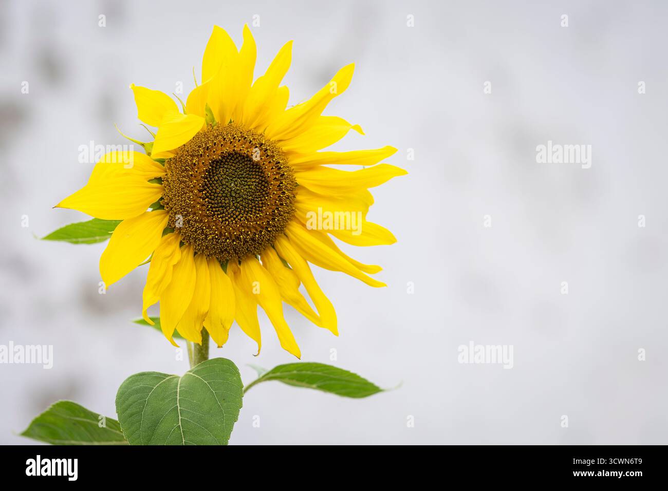 Girasole vicino alla parete intonacata. Un girasole di fronte a un muro bianco. Copia spazio. Foto Stock