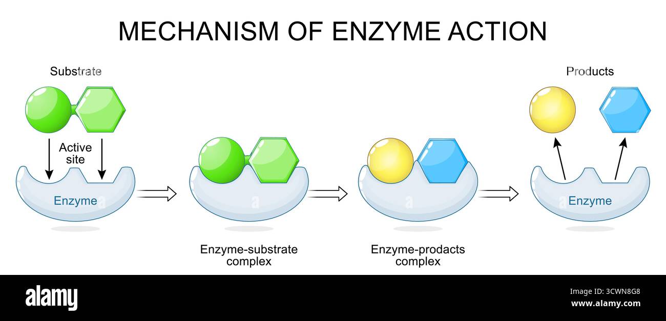 Meccanismo di azione enzimatica. Enzima con sito attivo, substrato e prodotti. Illustrazione vettoriale Illustrazione Vettoriale