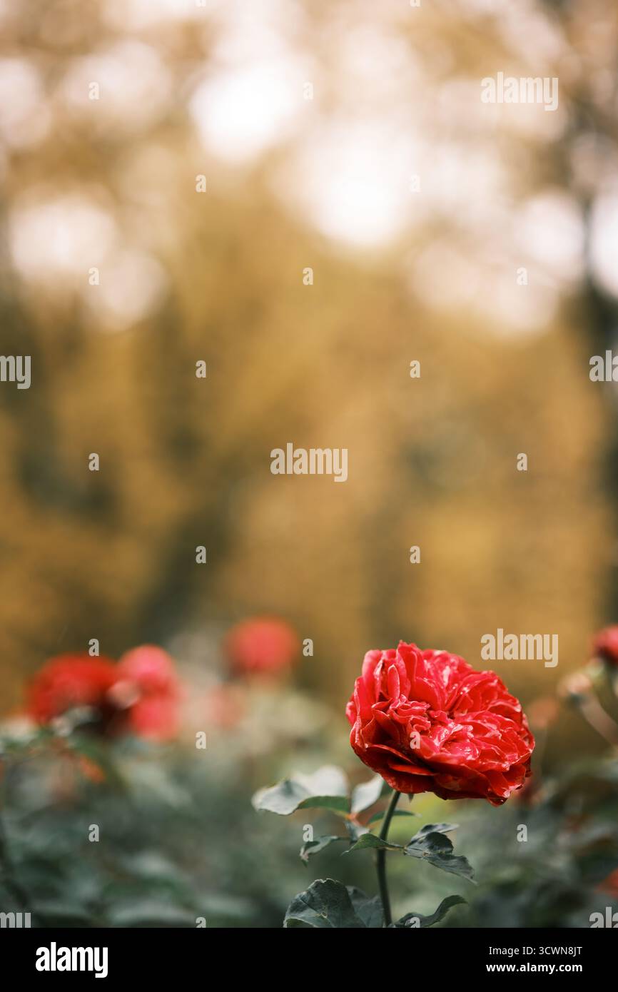 Rosa rossa con gocce di rugiada che fioriscono in un giardino, sfondo autunnale dorato e luce calda, simbolo dell'amore e della bellezza naturale. Foto Stock