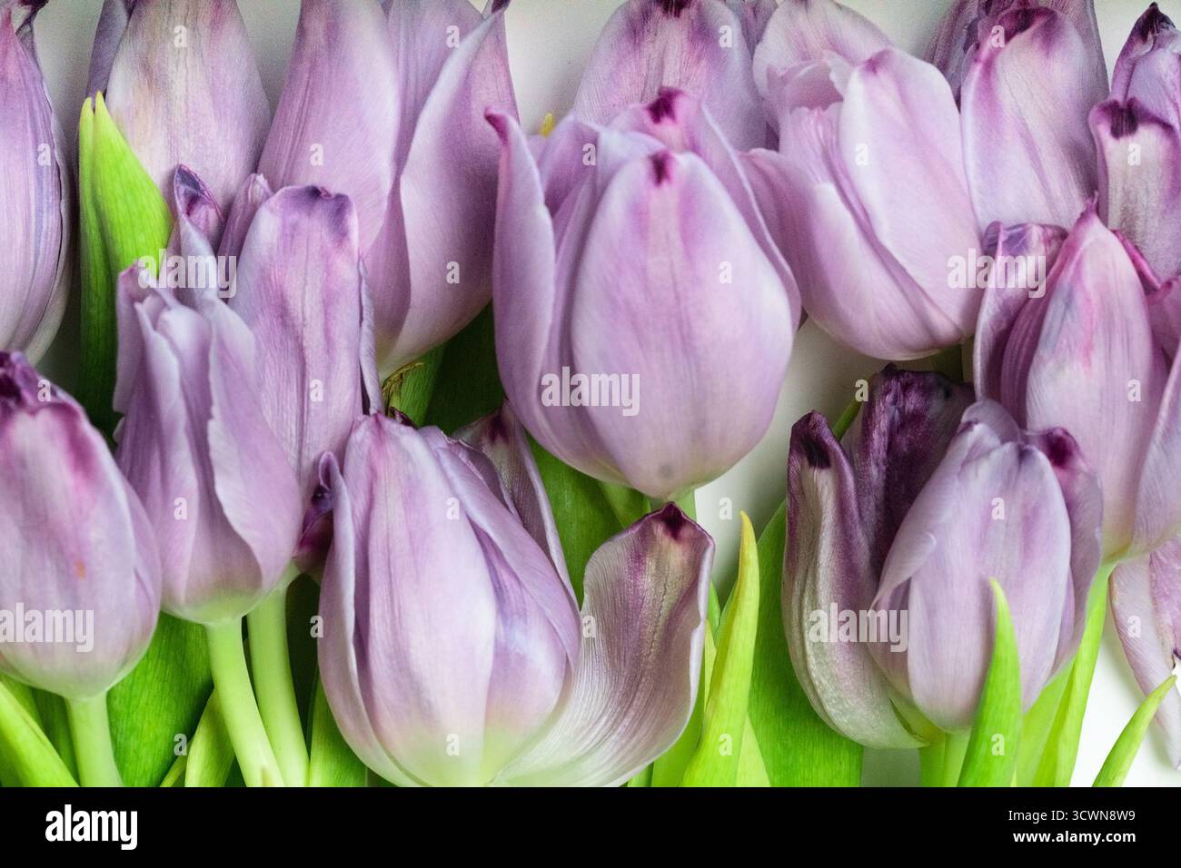 Primo piano dettagliato di tulipani viola con petali lisci, che ne esaltano i colori e la consistenza. Ideale per sfondi, disegni di stampa e concetti botanici. Foto Stock