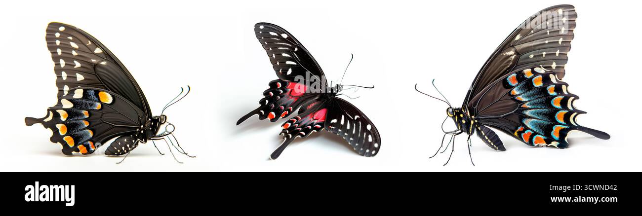 Set di vivaci ed esotiche farfalle rosse a coda di rondine mostrate di profilo con intricati motivi alari, isolate su sfondo bianco, che simboleggiano la bellezza Foto Stock