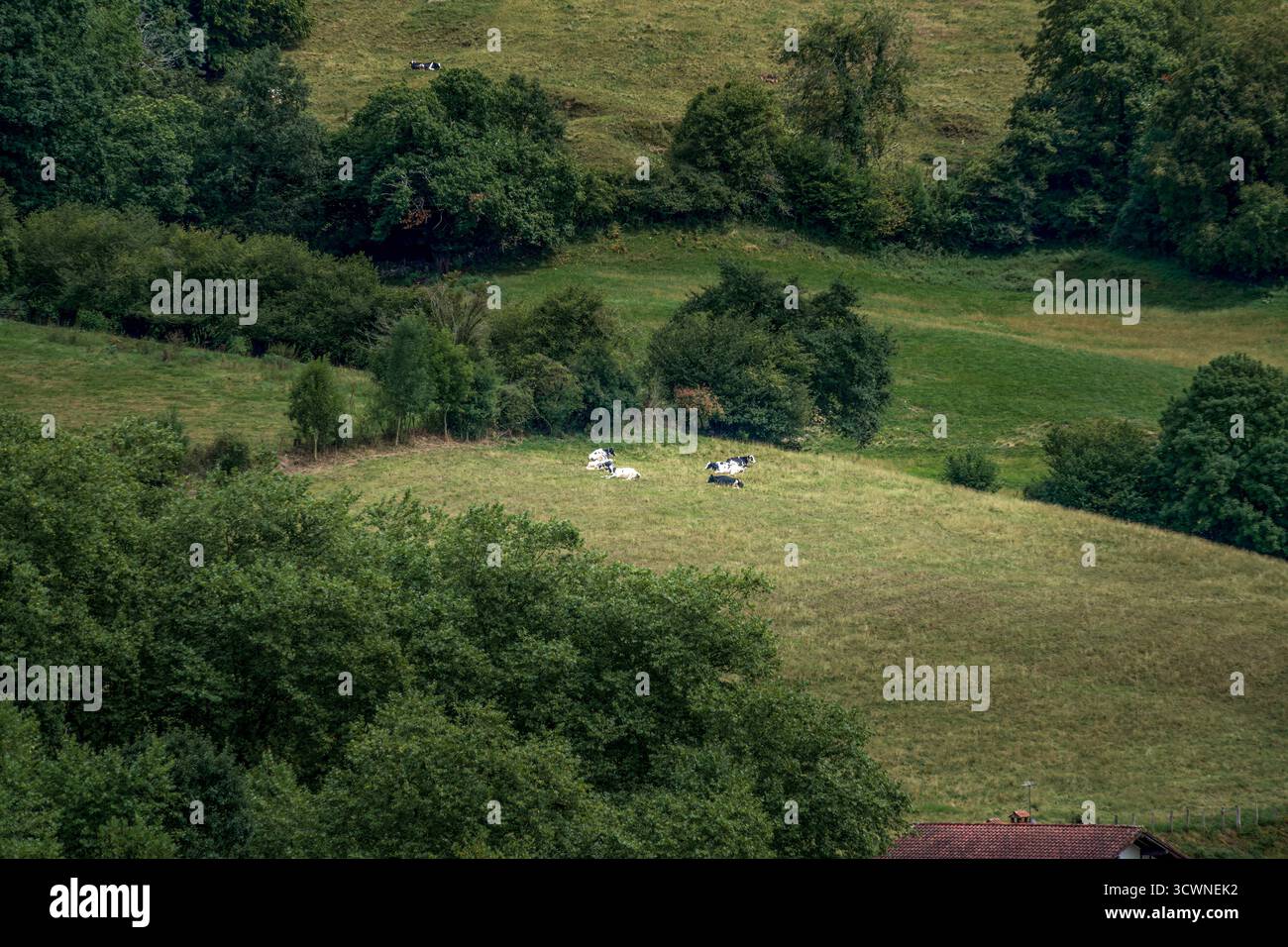 Vista aerea delle mucche che pascolano nei lussureggianti pascoli verdi circondati dalle foreste della valle di Baztan, Navarra, Spagna. Idilliaco paesaggio rurale montano. Ideale per Foto Stock