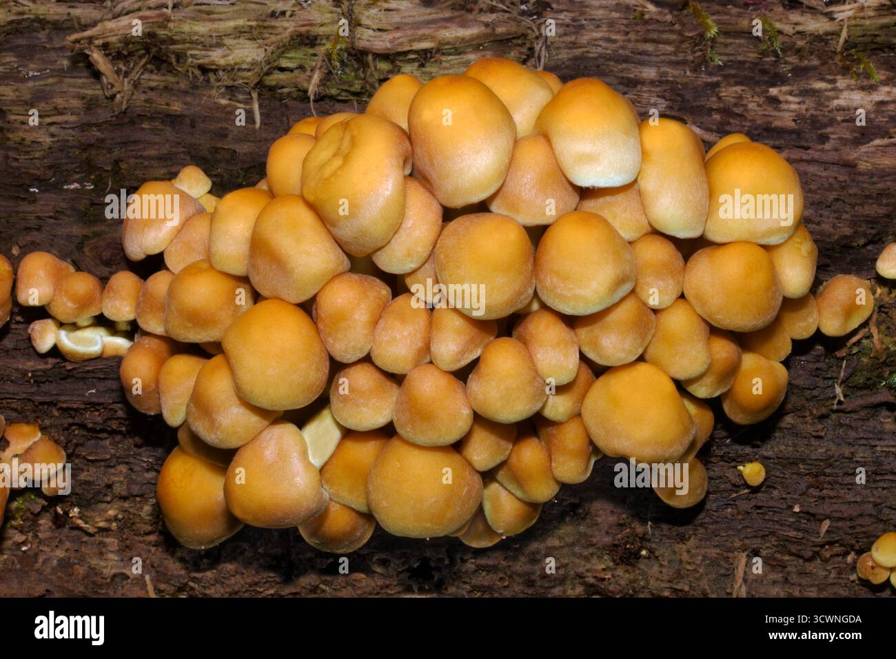 L'Hypholoma fasciculare (ciuffo di zolfo) è un comune fungo boschivo. Una specie saprofagica che cresce in grossi agglomerati su tronchi di alberi morti o in putrefazione. Foto Stock