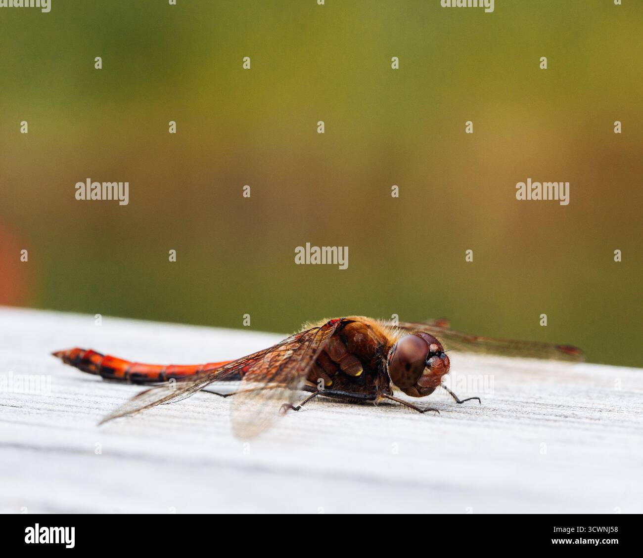 primo piano di una mosca di drago appoggiata su una tavola di legno Foto Stock