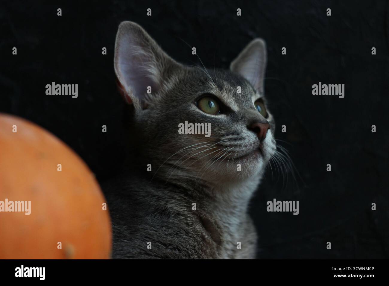 Un ritratto di un gattino abissino su uno sfondo scuro. Foto Stock