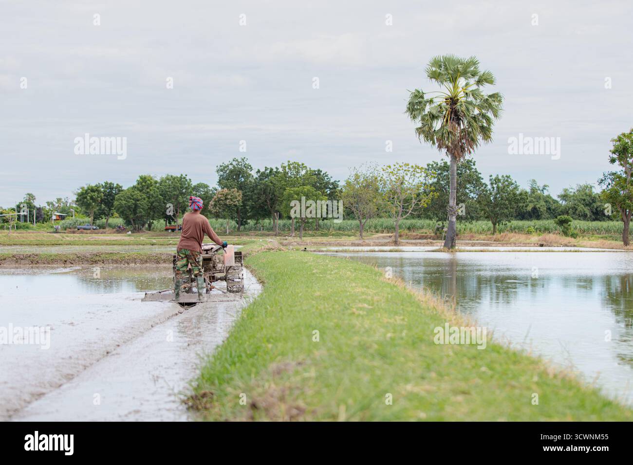 Seminatrice di riso a piedi in risaie tailandesi allagate Foto Stock