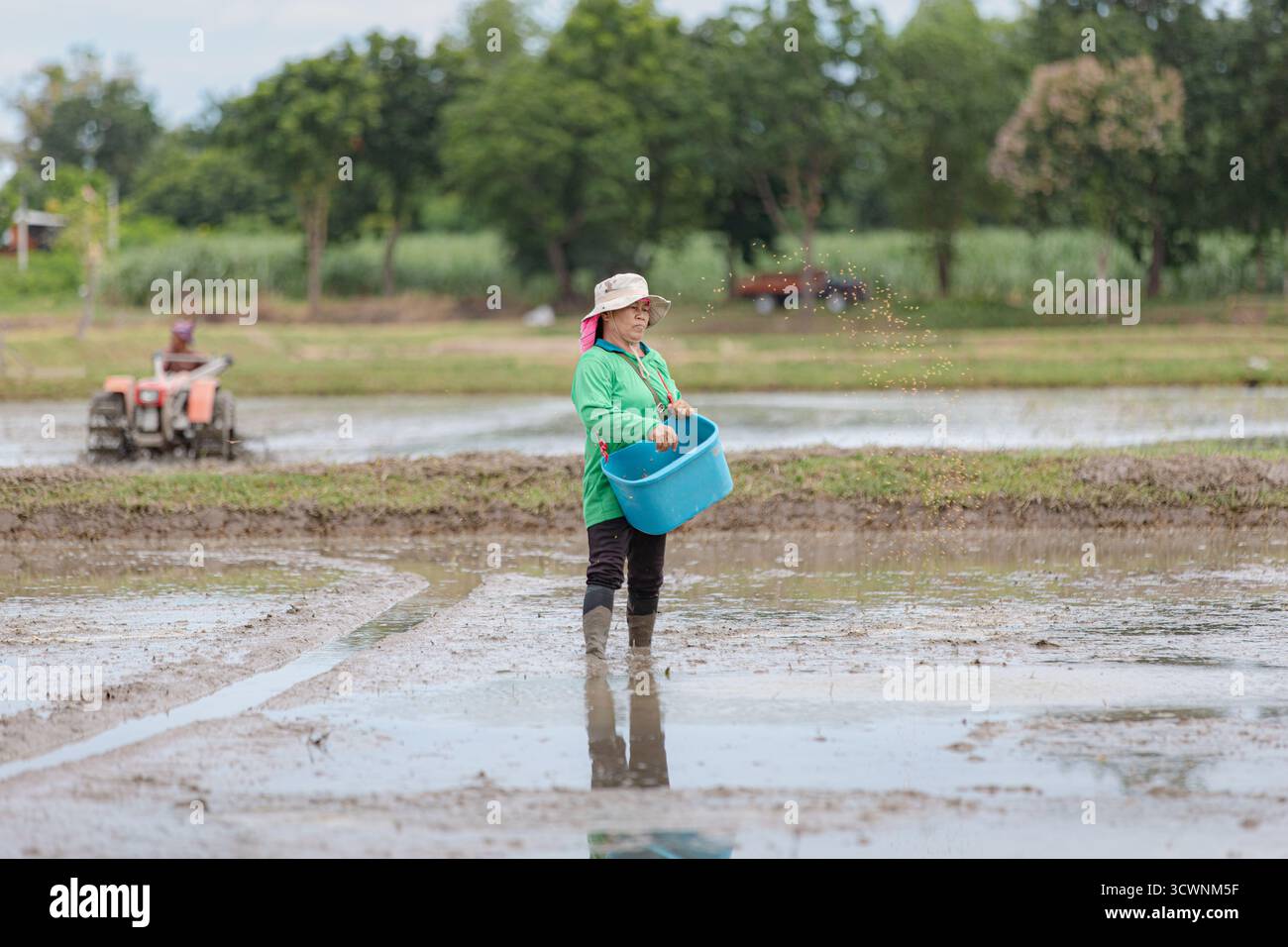 Coltivazione tradizionale del riso a Kanchanaburi, Thailandia Foto Stock
