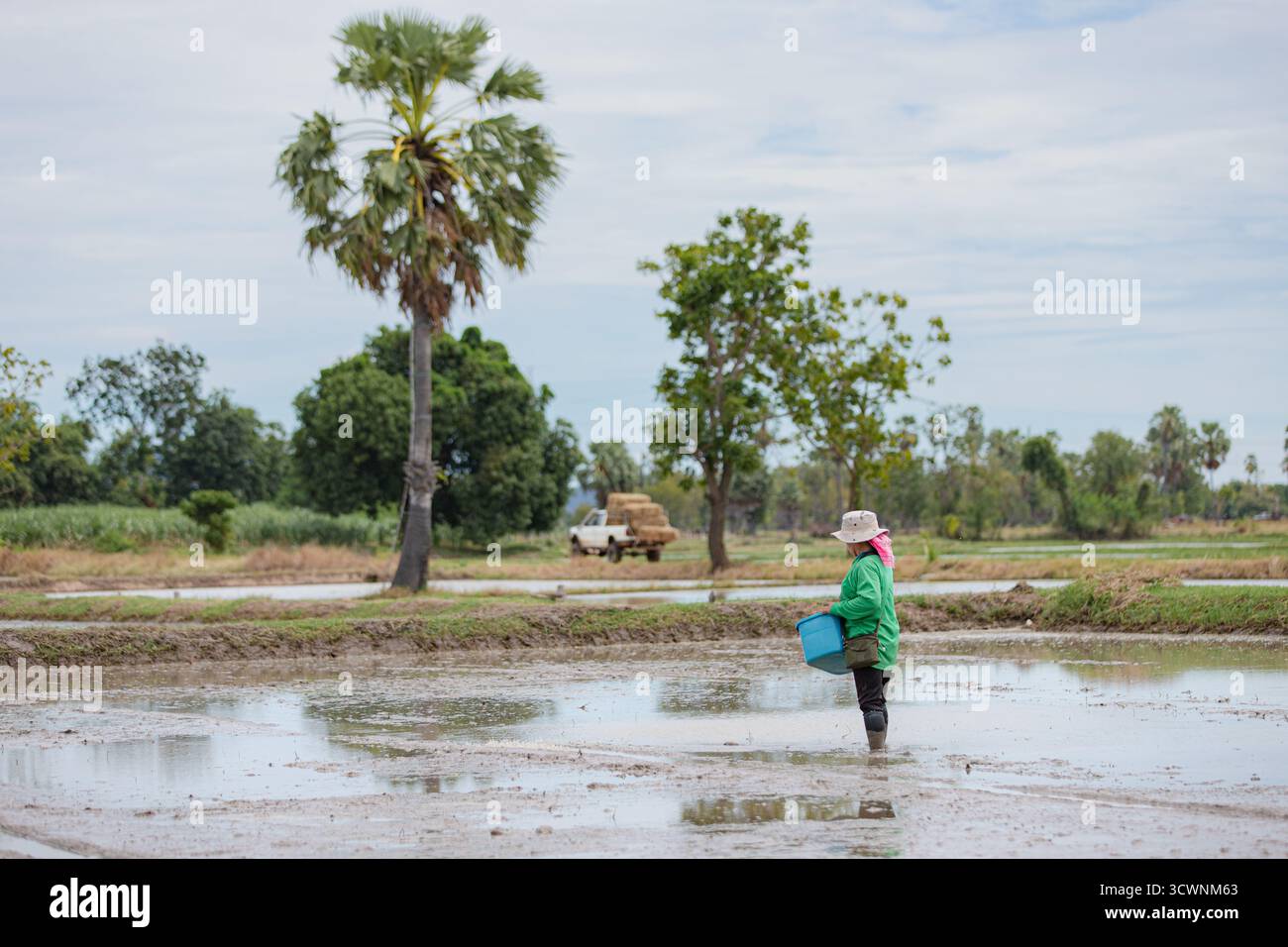 Contadino thailandese che si tuffa in un campo di riso allagato Foto Stock