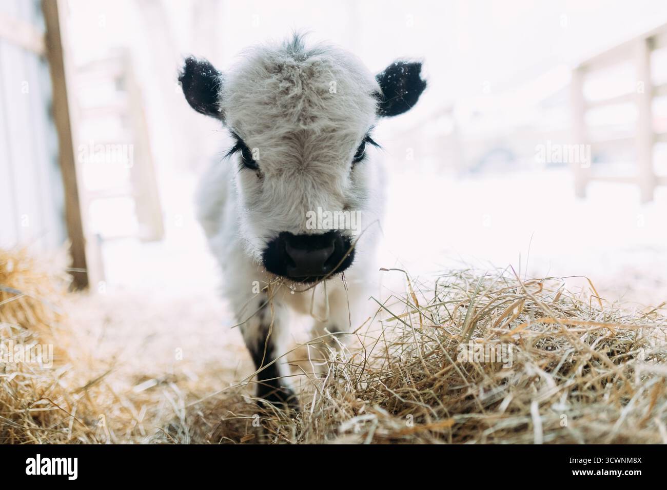 Piccola mucca che mangia fieno in stallo durante la neve invernale Foto Stock
