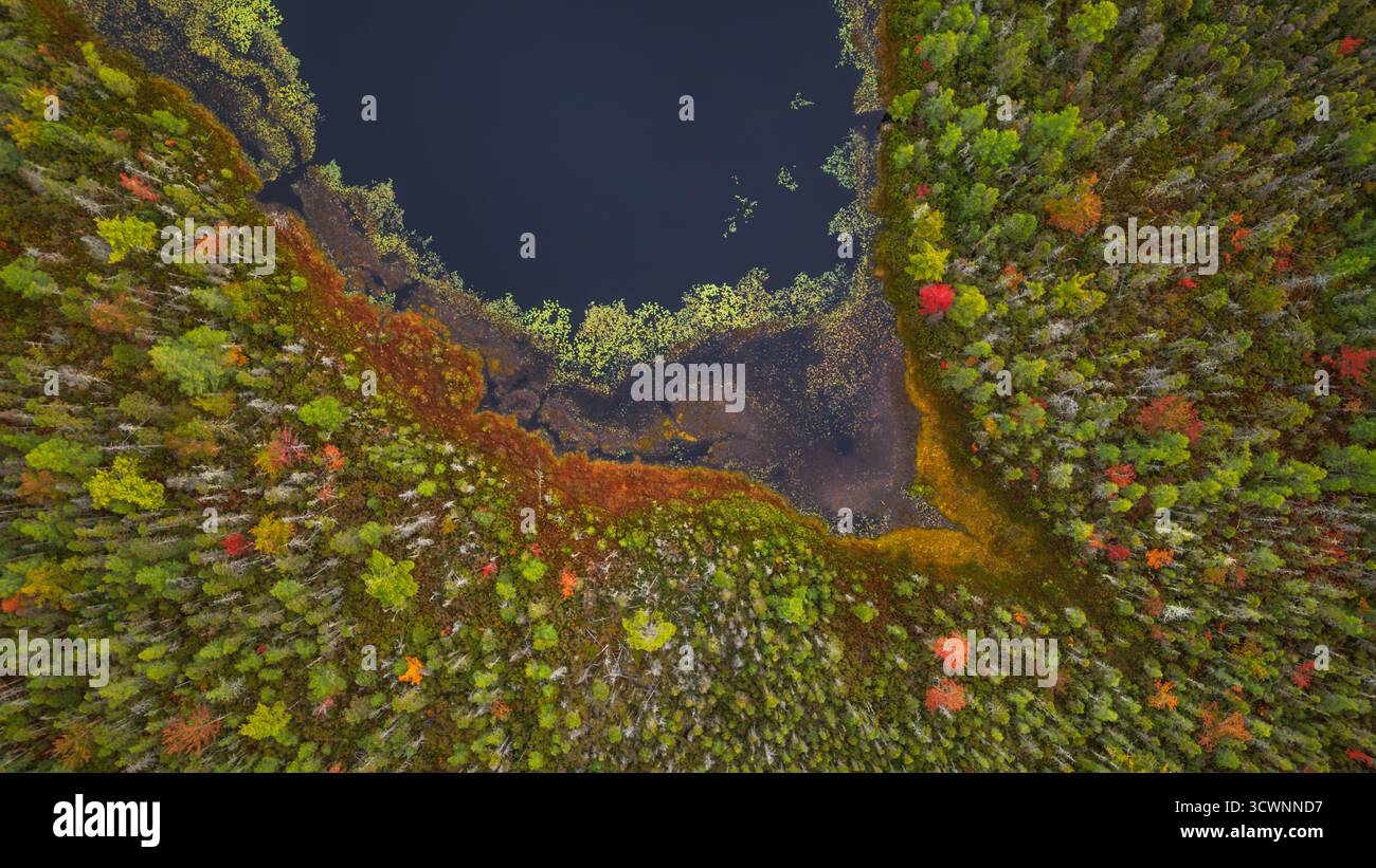Vista aerea del lago con alghe verdi e marroni in fiore e alberi autunnali Foto Stock