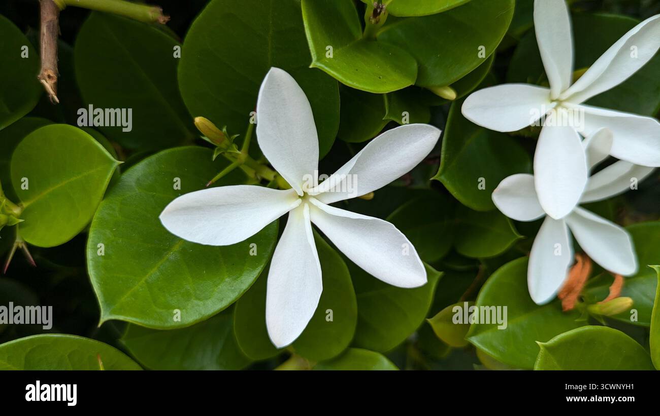 Flores de Laurel Foto Stock