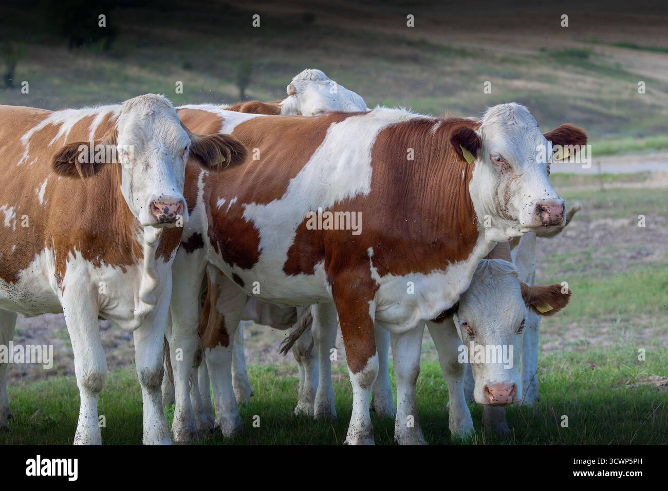 gruppo di mucche bianche e marroni che pascolano su un prato verde lussureggiante, tranquillo paesaggio rurale con bestiame in un ambiente naturale di campagna. Foto Stock