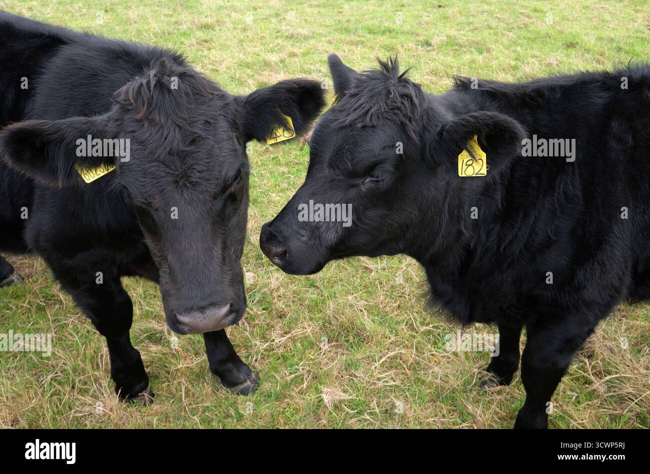 giovani bovini neri con etichette identificative nelle orecchie, nel nord di norfolk, in inghilterra Foto Stock