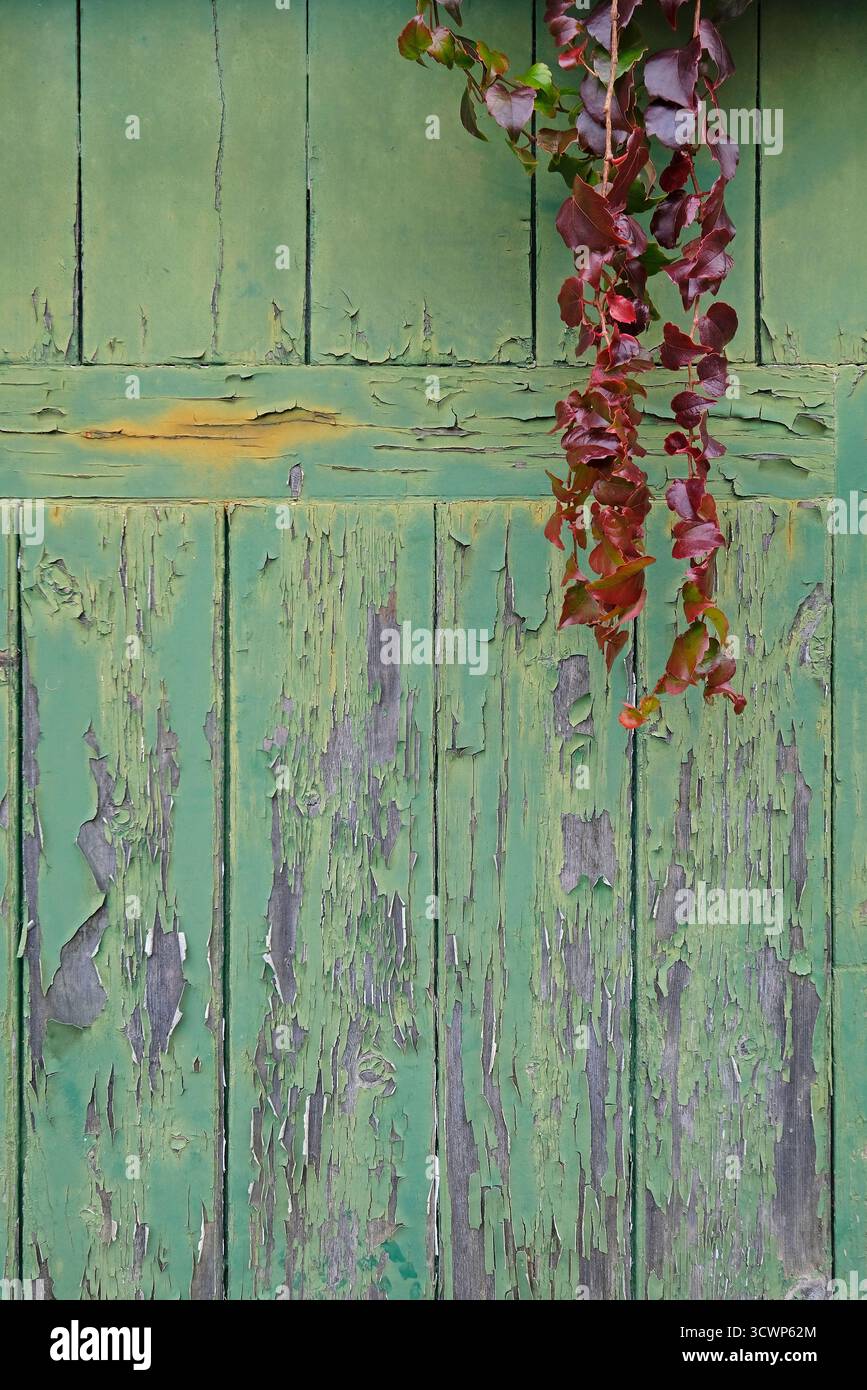 foglie autunnali sul cancello verde dipinto del giardino, norfolk, inghilterra Foto Stock