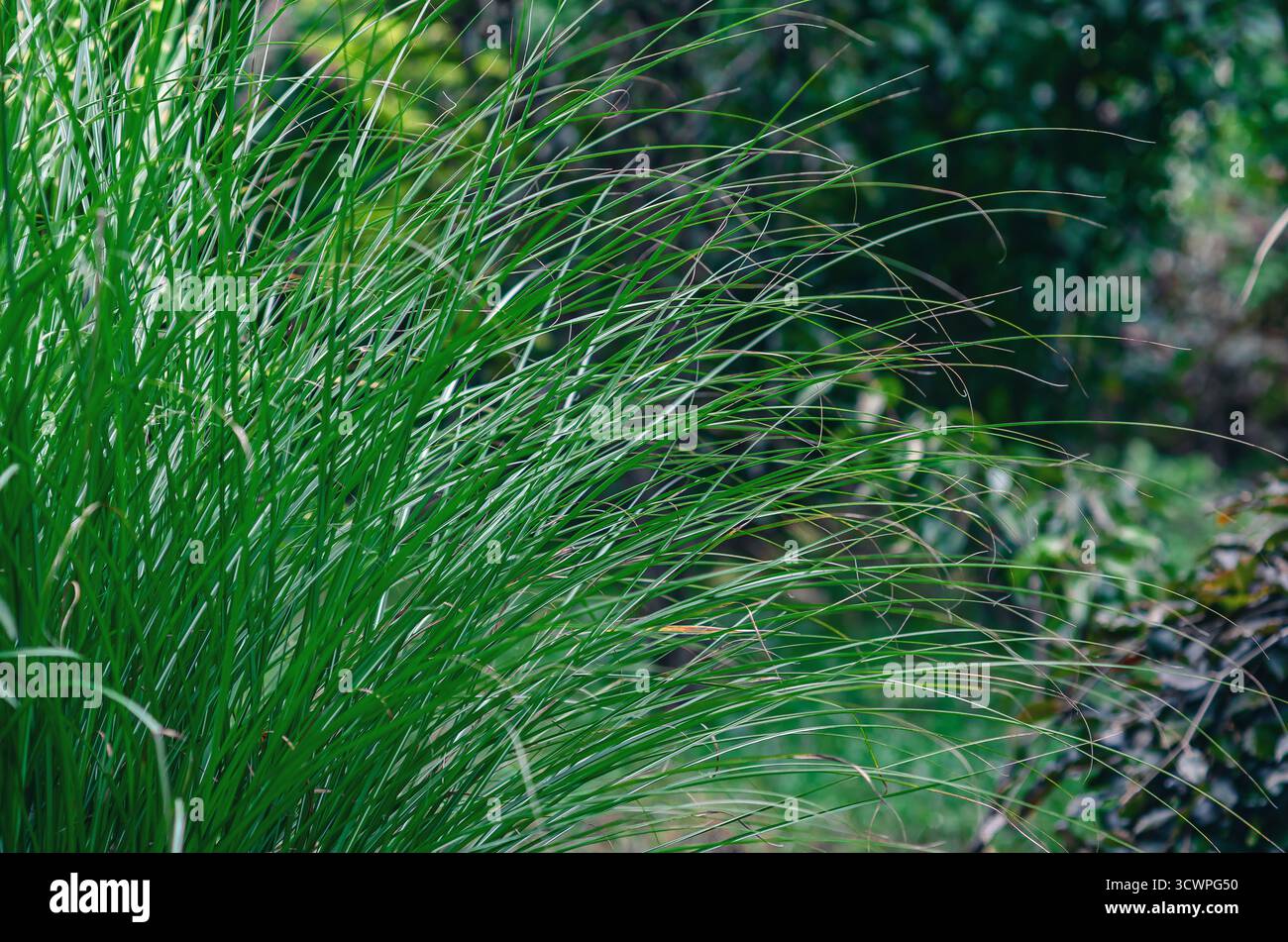 Erba perenne in giardino. Cespuglio di erba verde succosa sottile e alta in un ambiente naturale. Elemento di design paesaggistico.sfondo scuro sfocato. Foto Stock