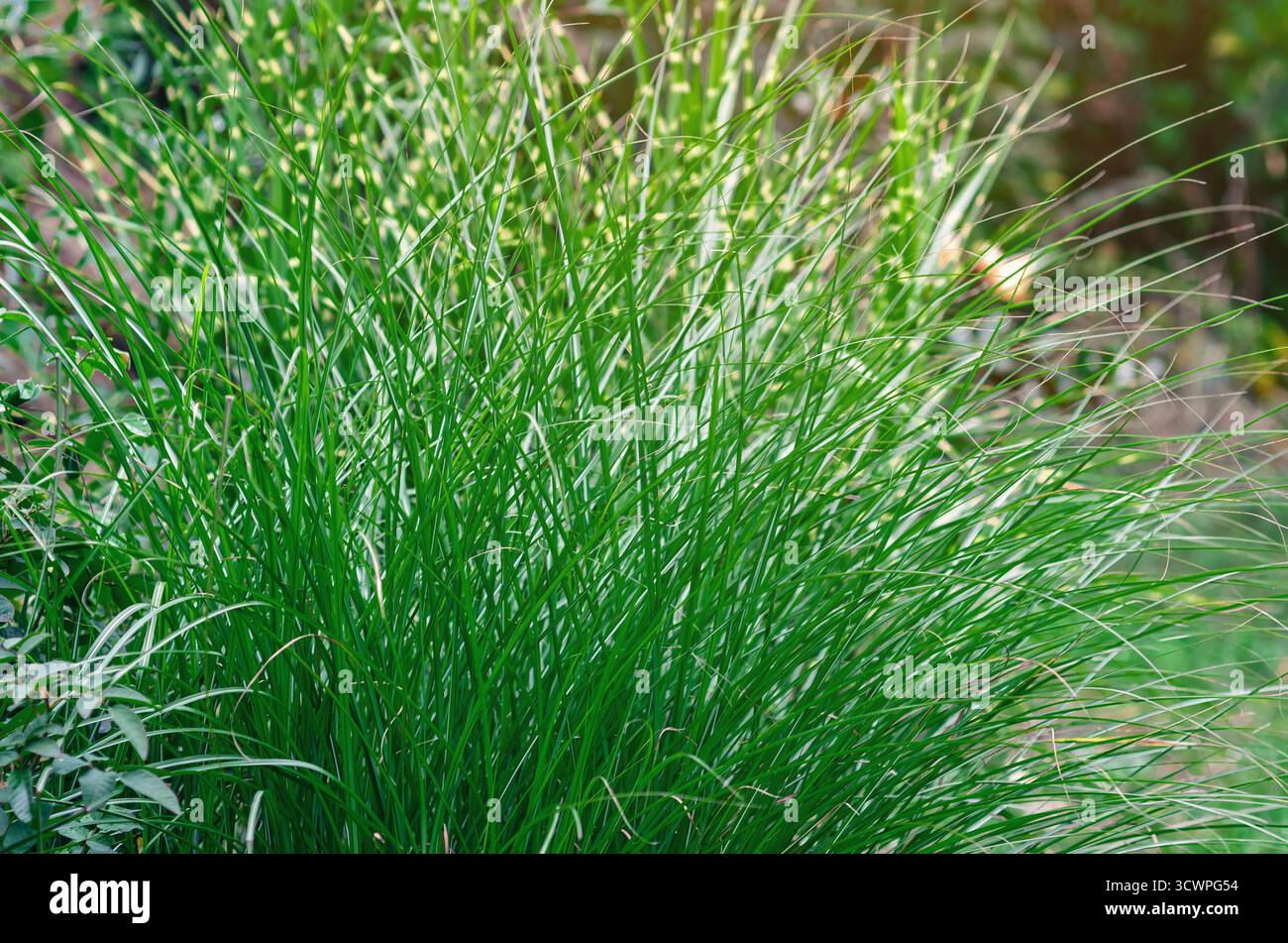 Erba perenne in giardino. Cespuglio di erba verde succosa sottile e alta in un ambiente naturale. Elemento di design paesaggistico. Foto Stock
