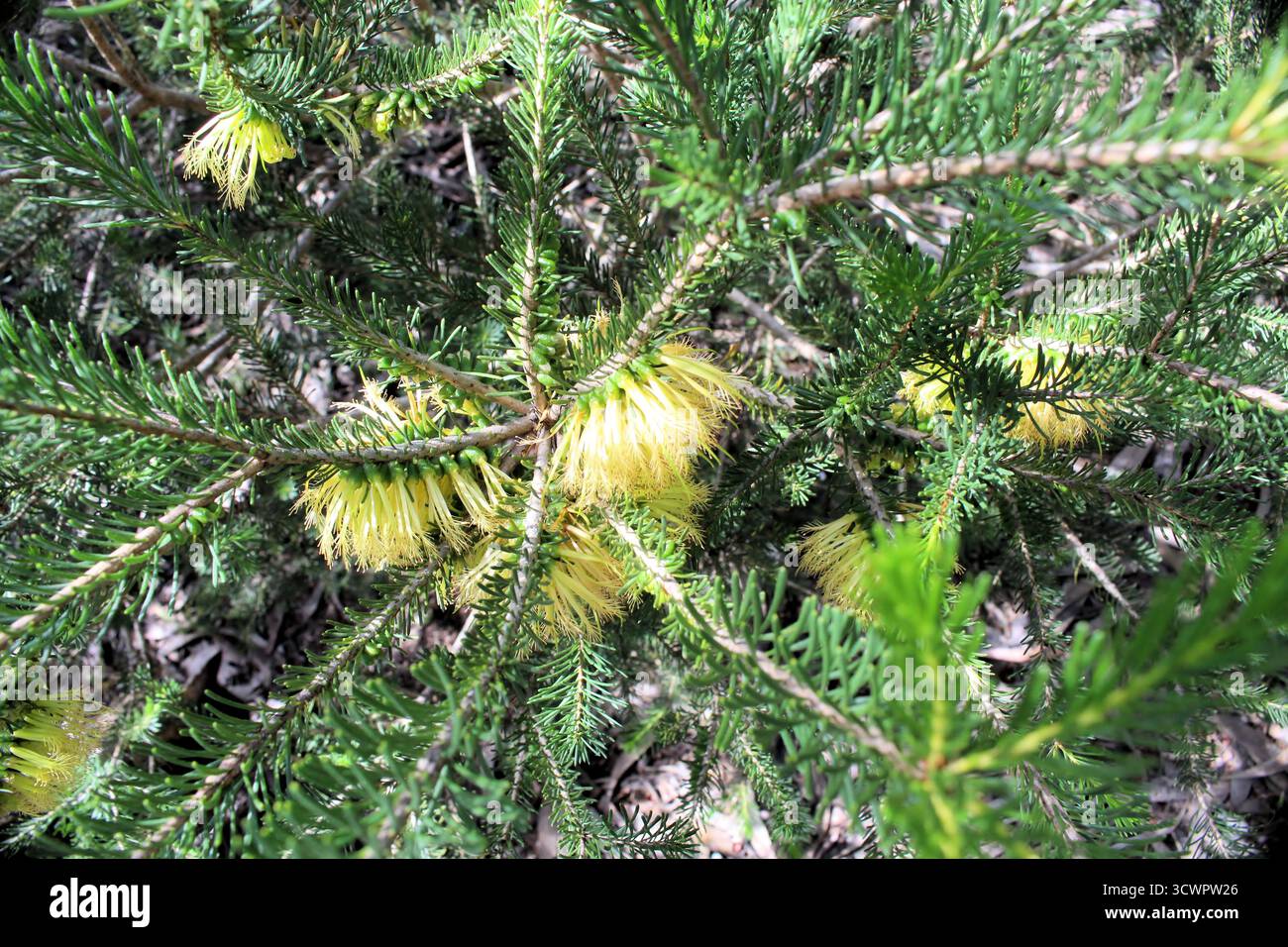 Pennello monofacciale giallo (Calothamnus quadrifidus) in fiore, Australia meridionale Foto Stock