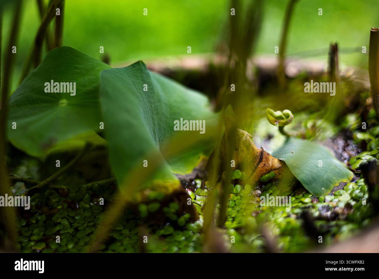 Piccole alghe d'anatra galleggianti nel bacino del Loto, piccoli cordoni d'anatra in un bacino di loto, acqua scintillante di vita, ideale per una foto tranquilla o un'ispirazione naturale Foto Stock