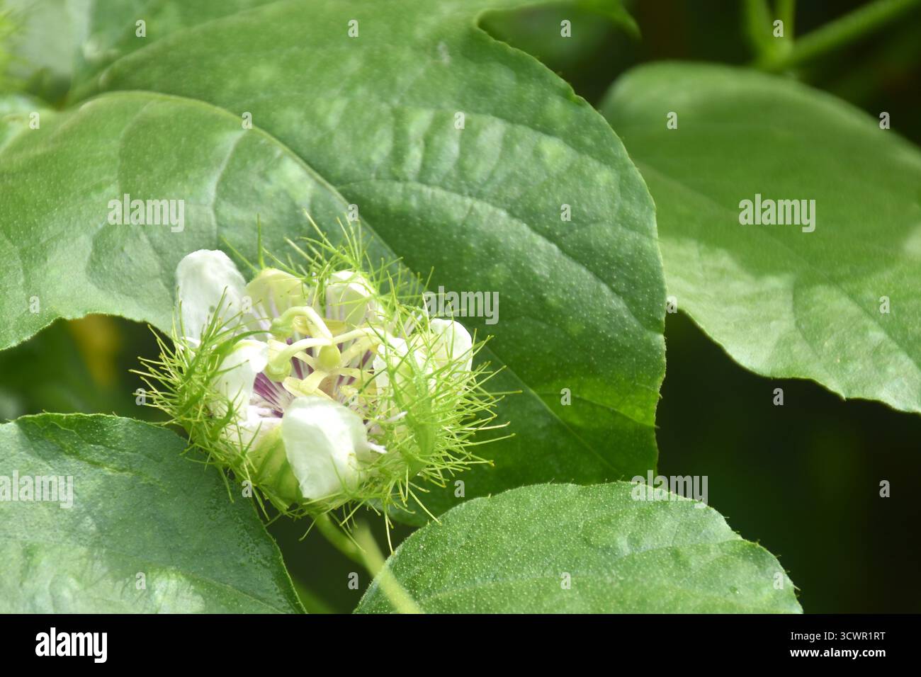 fiori di frutto della passione scarlatta o erbe tropicali della passiflora foetida che crescono nel giardino del cortile Foto Stock