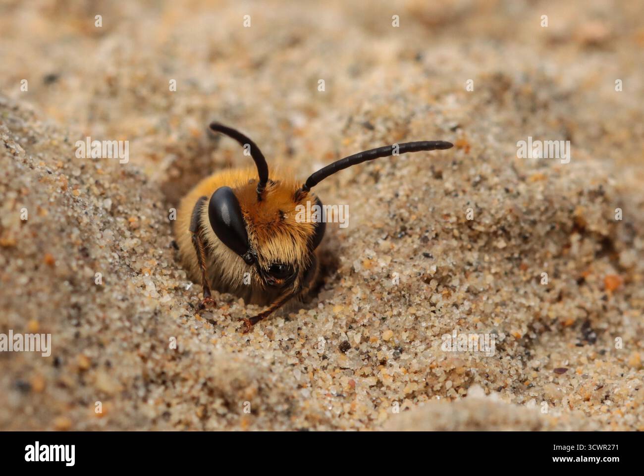 Ape d'edera nel suo buco nella sabbia Foto Stock