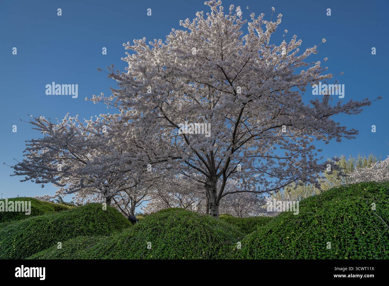Vista dei ciliegi in fiore con delicati fiori bianchi si erge orgogliosamente sopra arbusti verdi curati sotto un cielo blu limpido, posizione omessa, Locat Foto Stock