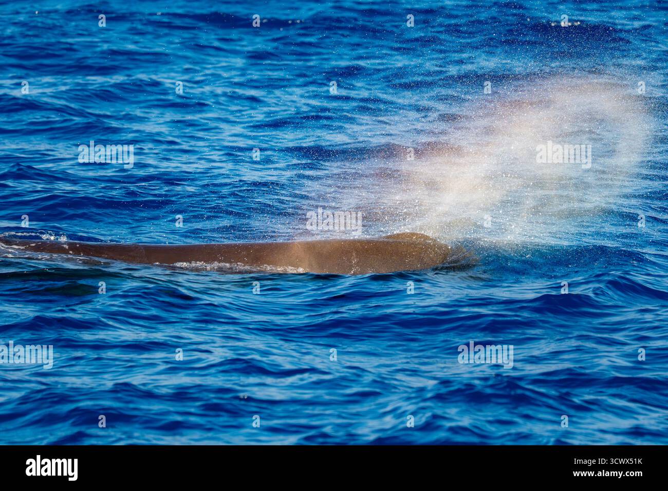 Uno sperma che respira un arcobaleno sul mare blu nel mar mediterraneo ligure Foto Stock