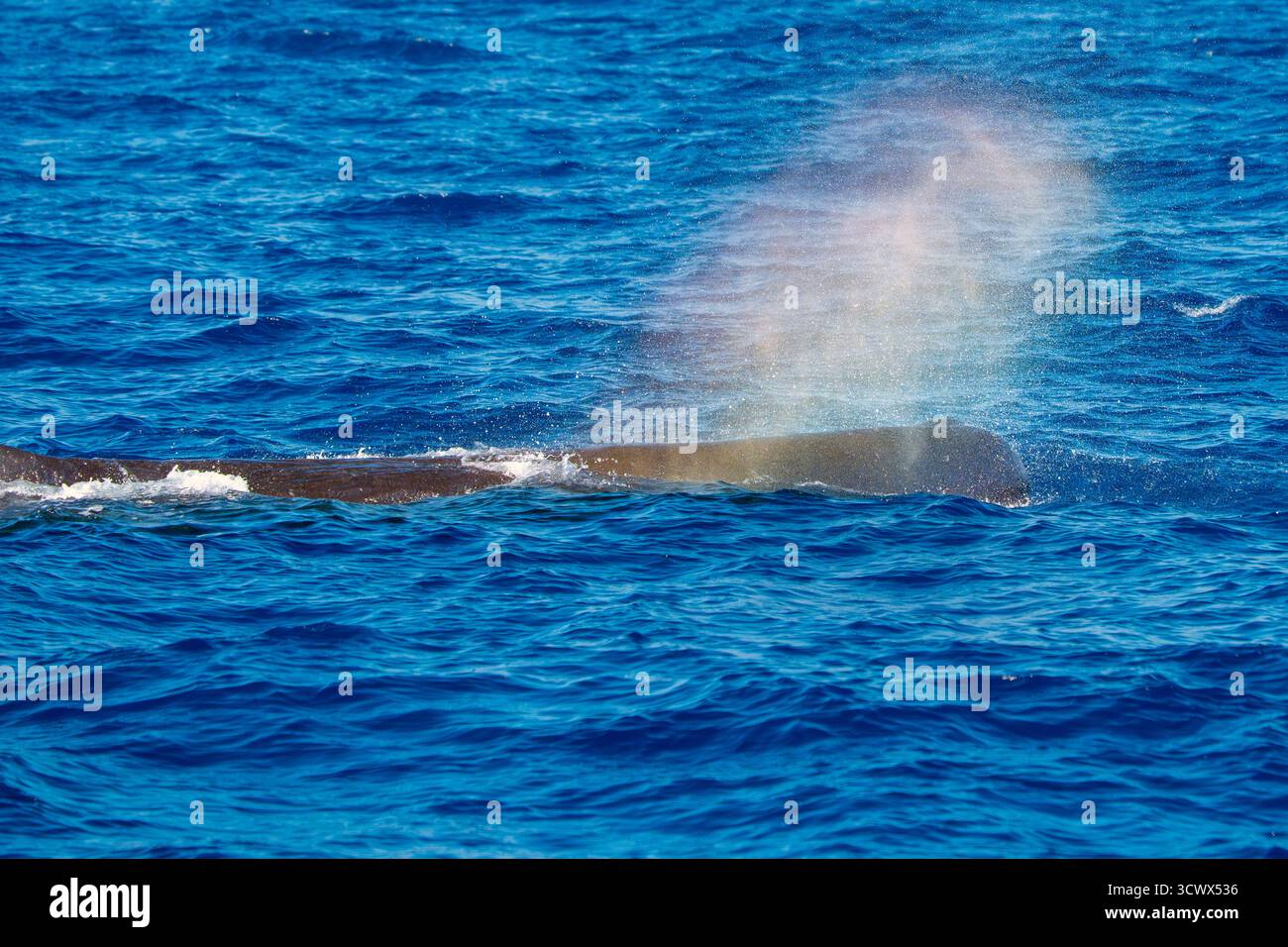 Uno sperma che respira un arcobaleno sul mare blu nel mar mediterraneo ligure Foto Stock