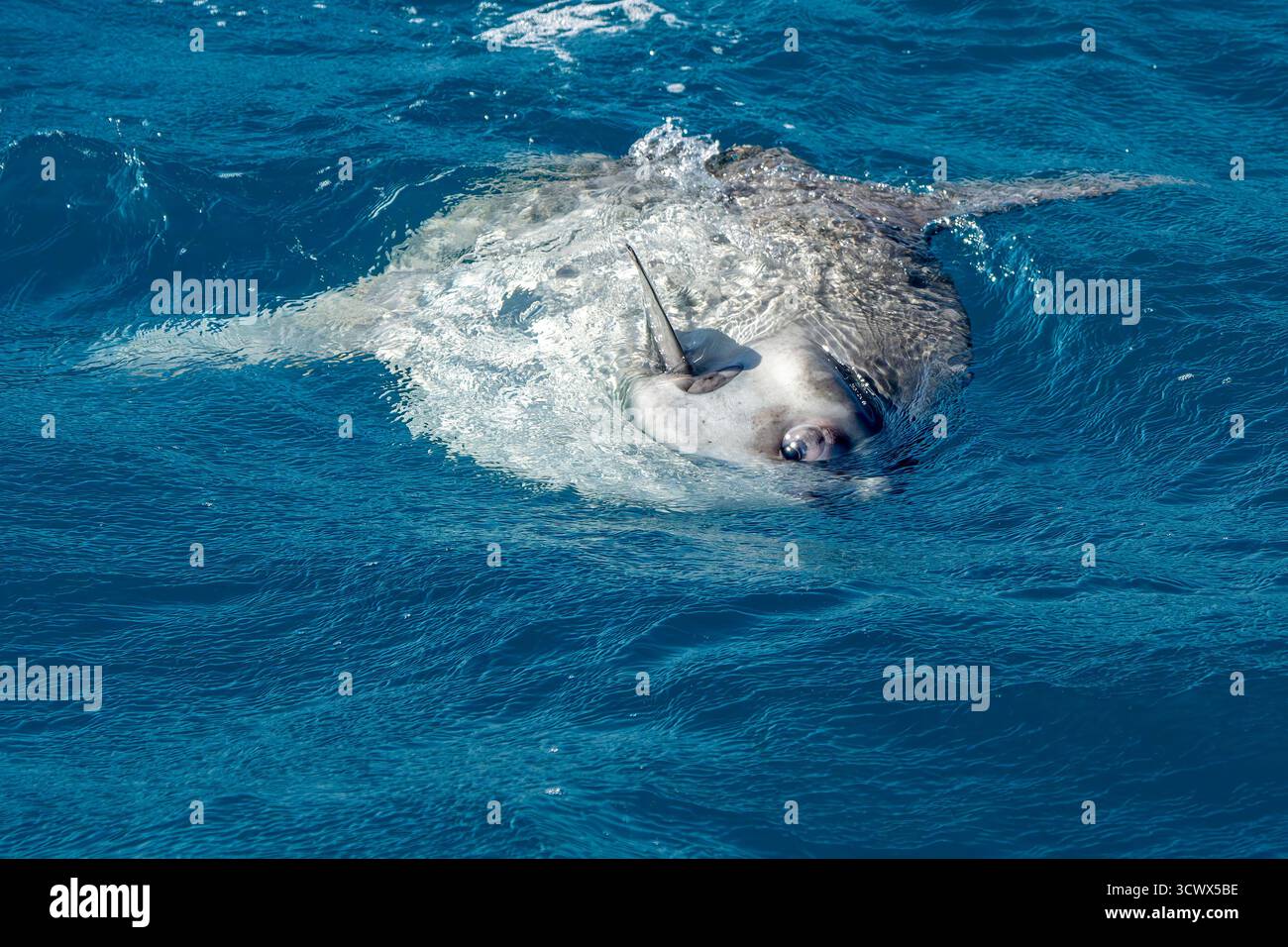 Un dettaglio dell'occhio di un pesce sole mola mola sulla superficie dei mari nel mar mediterraneo Foto Stock