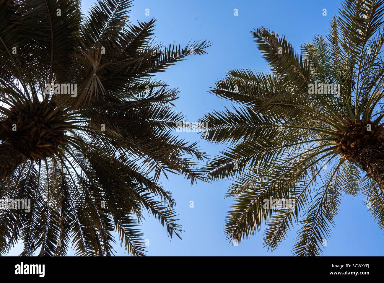 Alte palme che raggiungono il cielo azzurro. Perfetta per immagini di viaggio, tropicali o rilassanti. Foto Stock