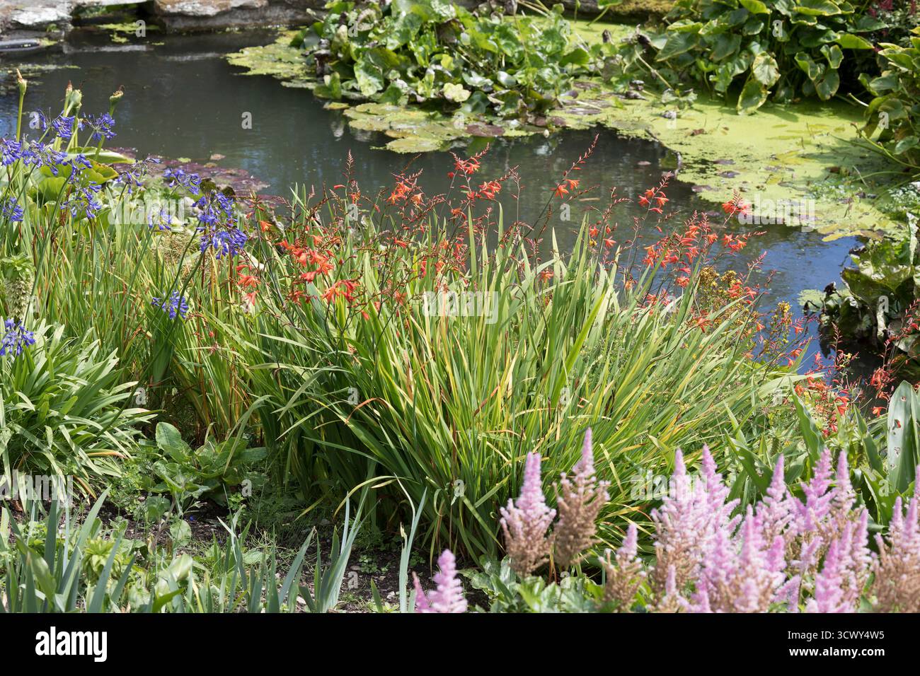 Fiori di montbrecia rossa accanto a campanelli azzurri sul lungofiume a Devon, Regno Unito Foto Stock