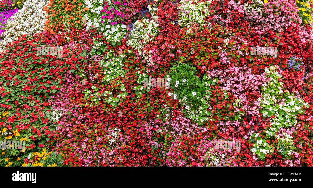 Sfondo con colorate piante di Begonia fiorente Foto Stock