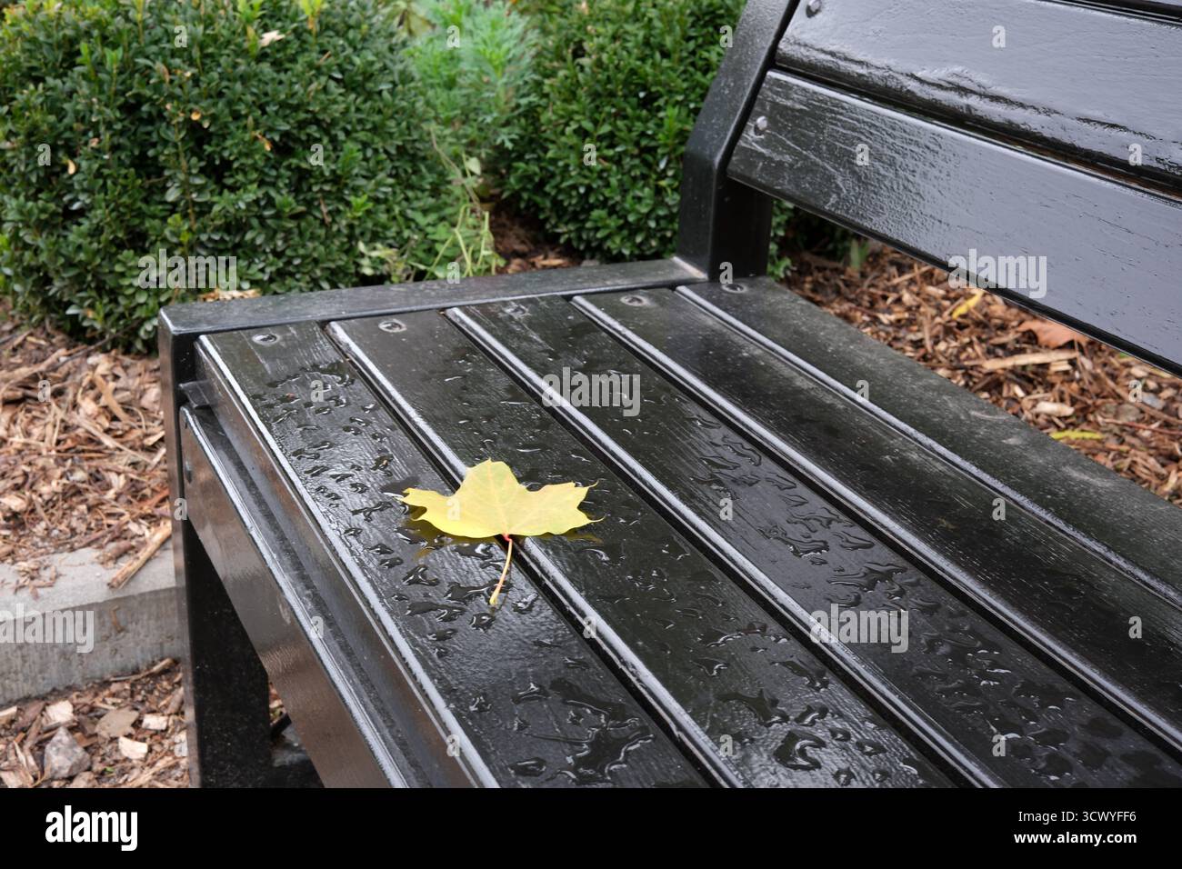 Una foglia d'autunno si trova dolcemente su una panchina bagnata dalla pioggia, circondata dal verde. Foto Stock